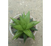 Хавортія haworthia зелена